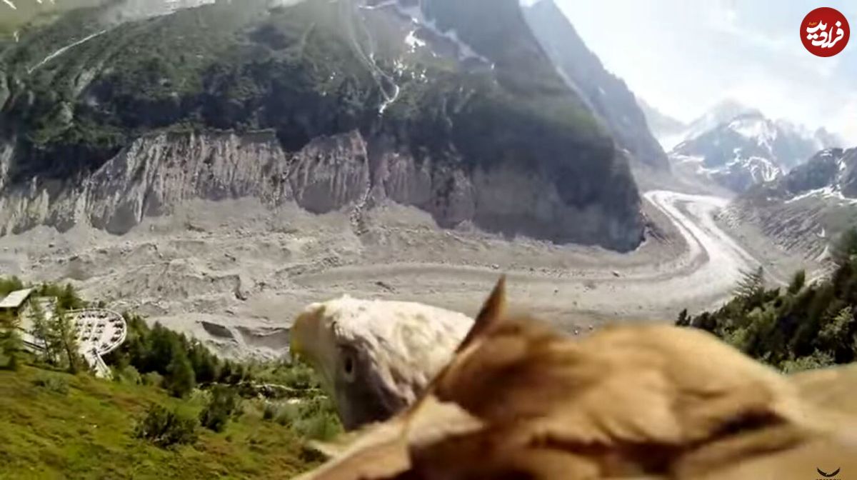 (ویدئو) جهان از نگاه یک عقاب در حال پرواز چگونه است؟