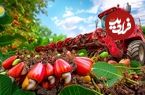 ببینید؛ مراحل تماشایی کاشت، برداشت و فرآوری بادام هندی در باغات پهناور چین