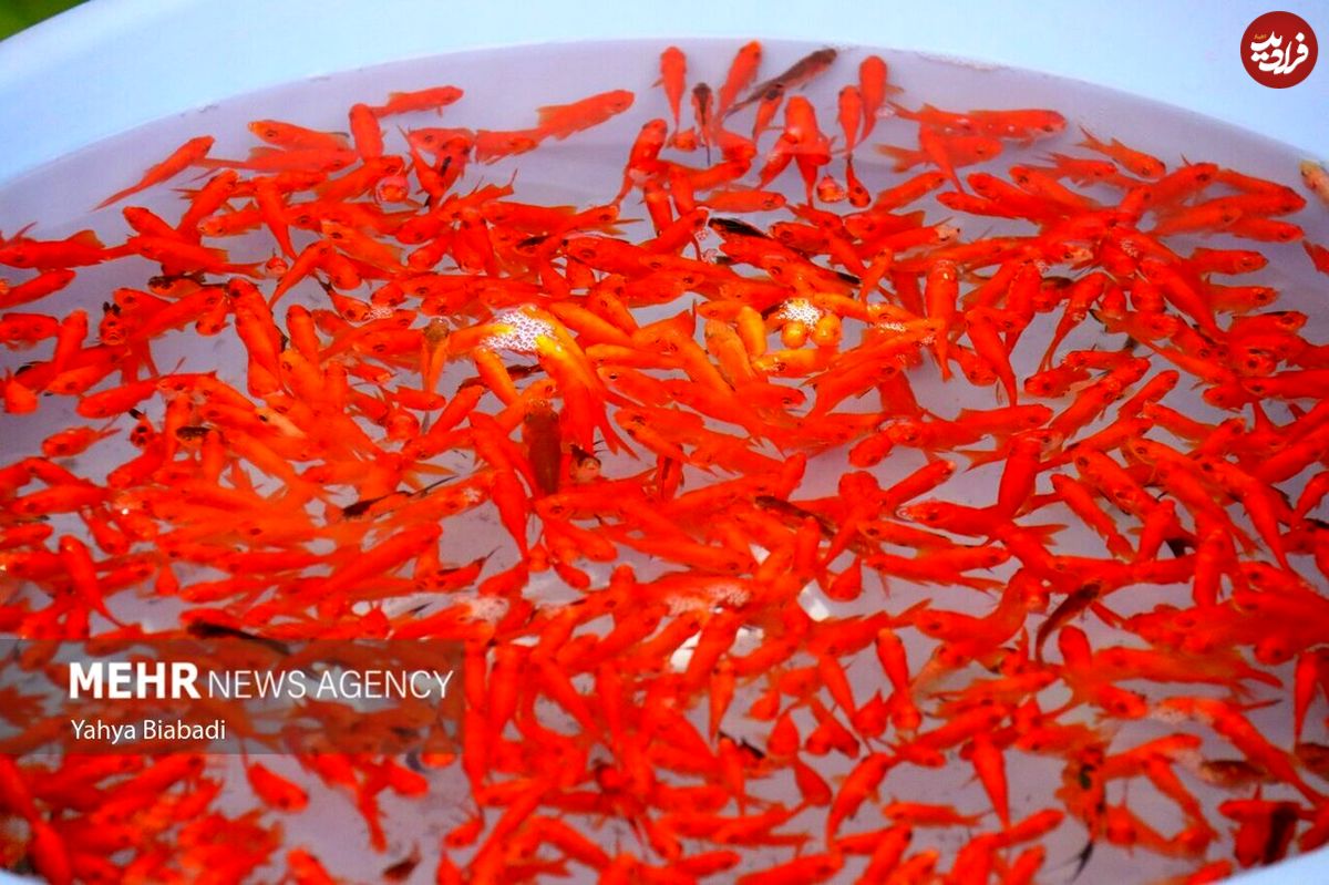 (تصاویر) بازار فروش ماهی قرمز در آستانه عید نوروز