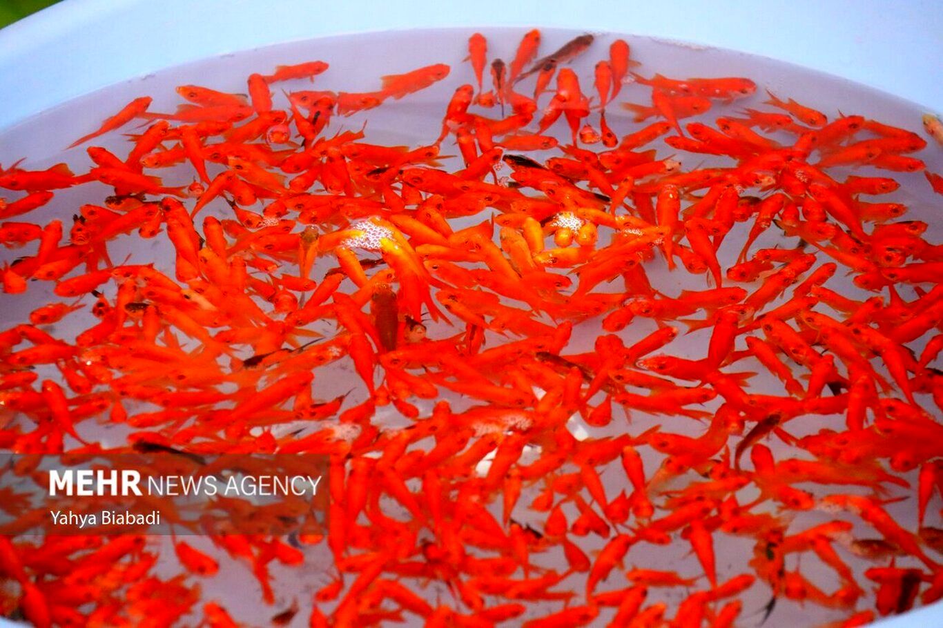 (تصاویر) بازار فروش ماهی قرمز در آستانه عید نوروز