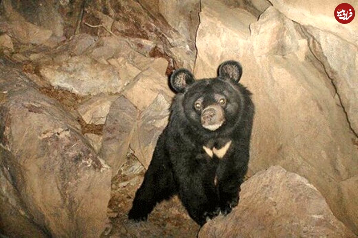 (ویدئو) روش جالب خرس سیاه برای ورود به غار به سبک دنده عقب