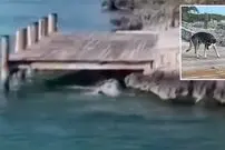 (ویدئو) رویارویی نفس‌گیر یک سگ با کوسه غول پیکر