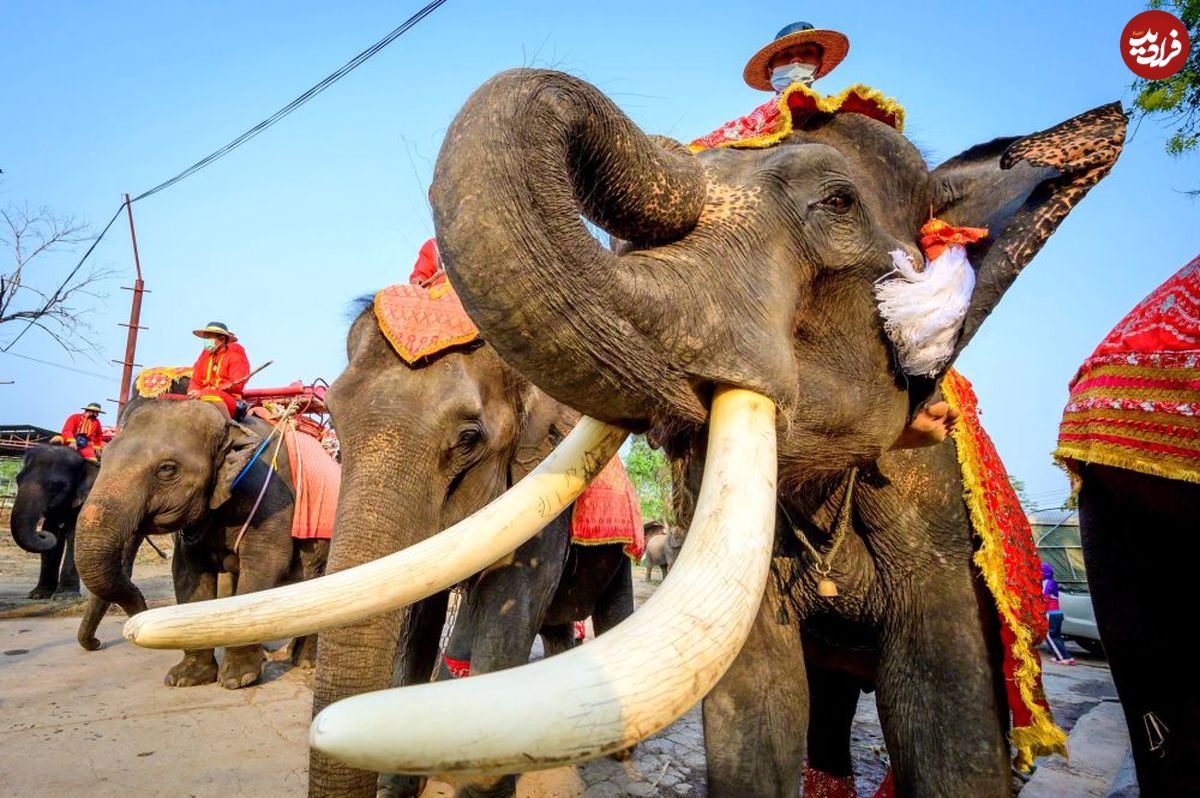 تصاوير/ روز ملی فیل در تایلند