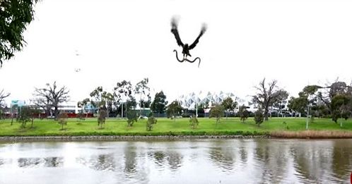 تصاویر/ شوخی پرنده شکاری با خانواده ای در پارک!