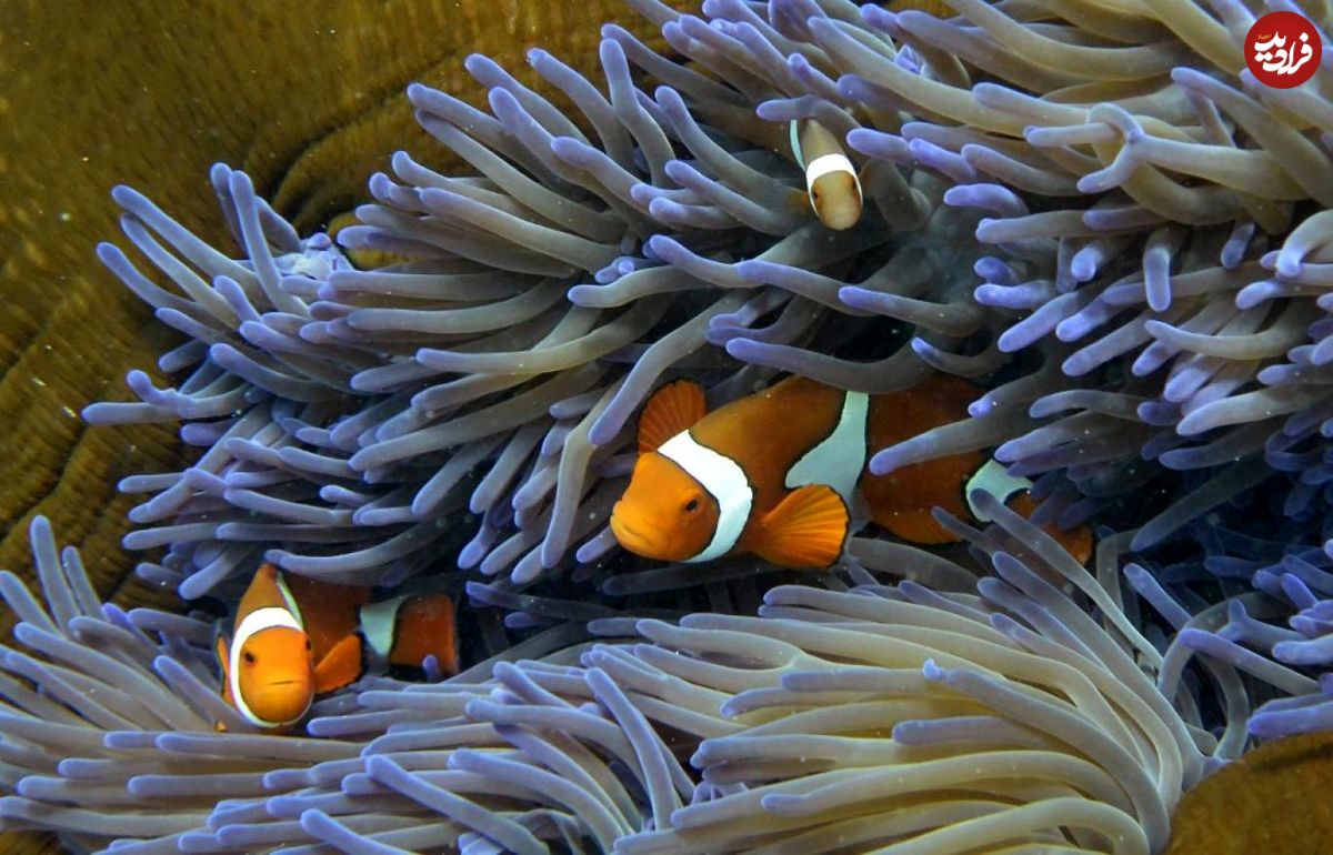 بزرگ‌ترین باغ مرجانی زیر دریا در عربستان