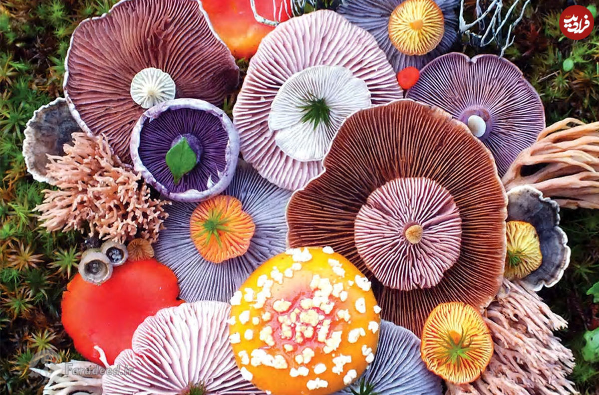 تصاویر/ عجیب‌ترین قارچ‌های دنیا