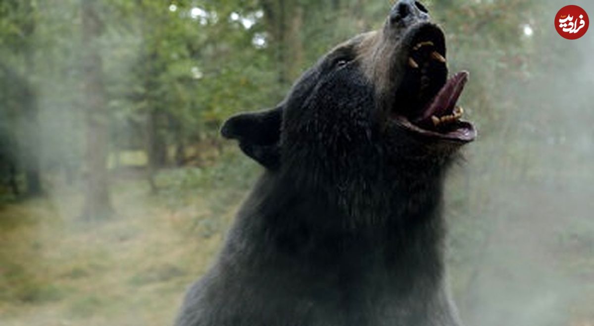 مرگ دردناک خرس سیاه به دلیل مصرف مواد مخدر؛ پابلو اسکوبار جنگل!