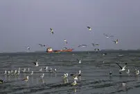تصاویر/ مرغان مهاجر سواحل بندرعباس