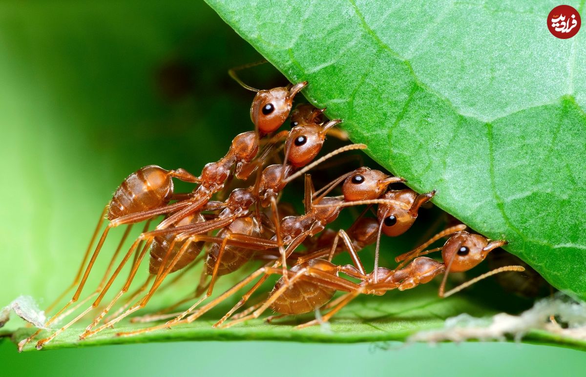 نتایج تازه‌ترین تحقیق دربارۀ تعداد مورچه‌های جهان