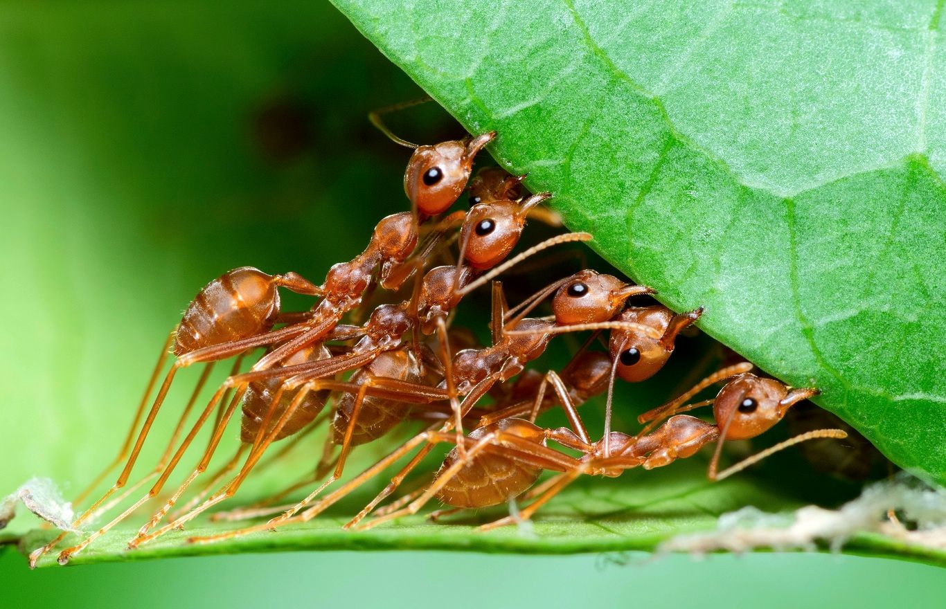 نتایج تازه‌ترین تحقیق دربارۀ تعداد مورچه‌های جهان