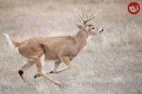 (ویدئو) وقتی آهوی جسور، ببر قدرتمند را شکست می دهد!