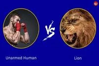 (تصاویر) انسان غیرمسلح در مقابل شیر نر؛ کدامیک قوی‌تر است؟