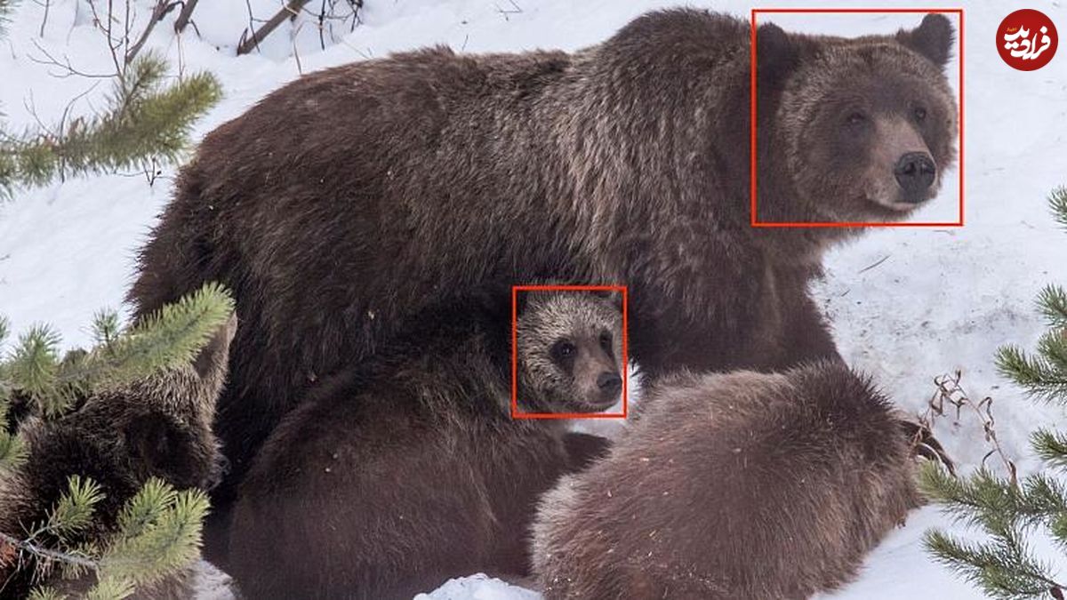ردیابی "خرس‎‌‌های گریزلی" با فناوری تشخیص چهره