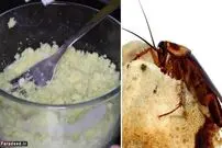 روش تهیه "سوسک کش" خانگی