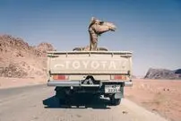 تصویر/ حمل شتر با کامیون