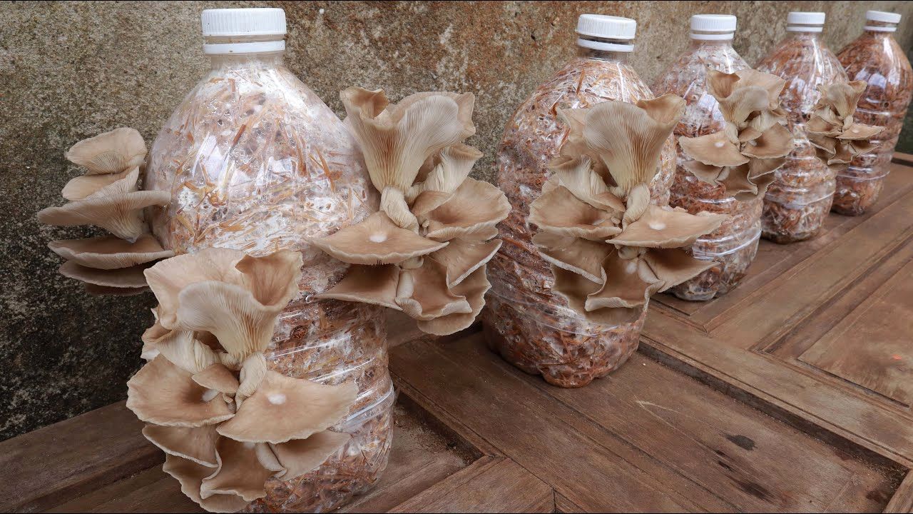 (ویدئو) چطور مثل آب خوردن در دبه پلاستیکی «قارچ خوراکی» پرورش دهیم؟