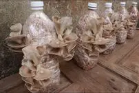(ویدئو) چطور مثل آب خوردن در دبه پلاستیکی «قارچ خوراکی» پرورش دهیم؟