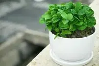  آموزش کامل کاشت سبزه عید با هسته پرتقال