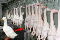 (ویدئو) فرآیند پرورش مکانیزه اردک؛ برش زدن و بسته بندی اردک در کارخانه را ببینید