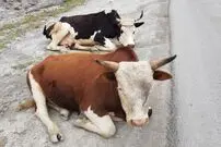 (ویدئو) گاوهای غول‌پیکر  جاده گرگان را بستند!
