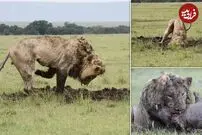 (ویدئو) شیر باهوش به لانه گراز تونل زد و شکارش کرد