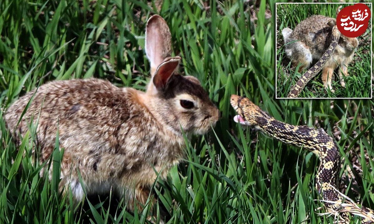 (ویدئو) پرش حیرت انگیز خرگوش برای شکست دادن مار سمی