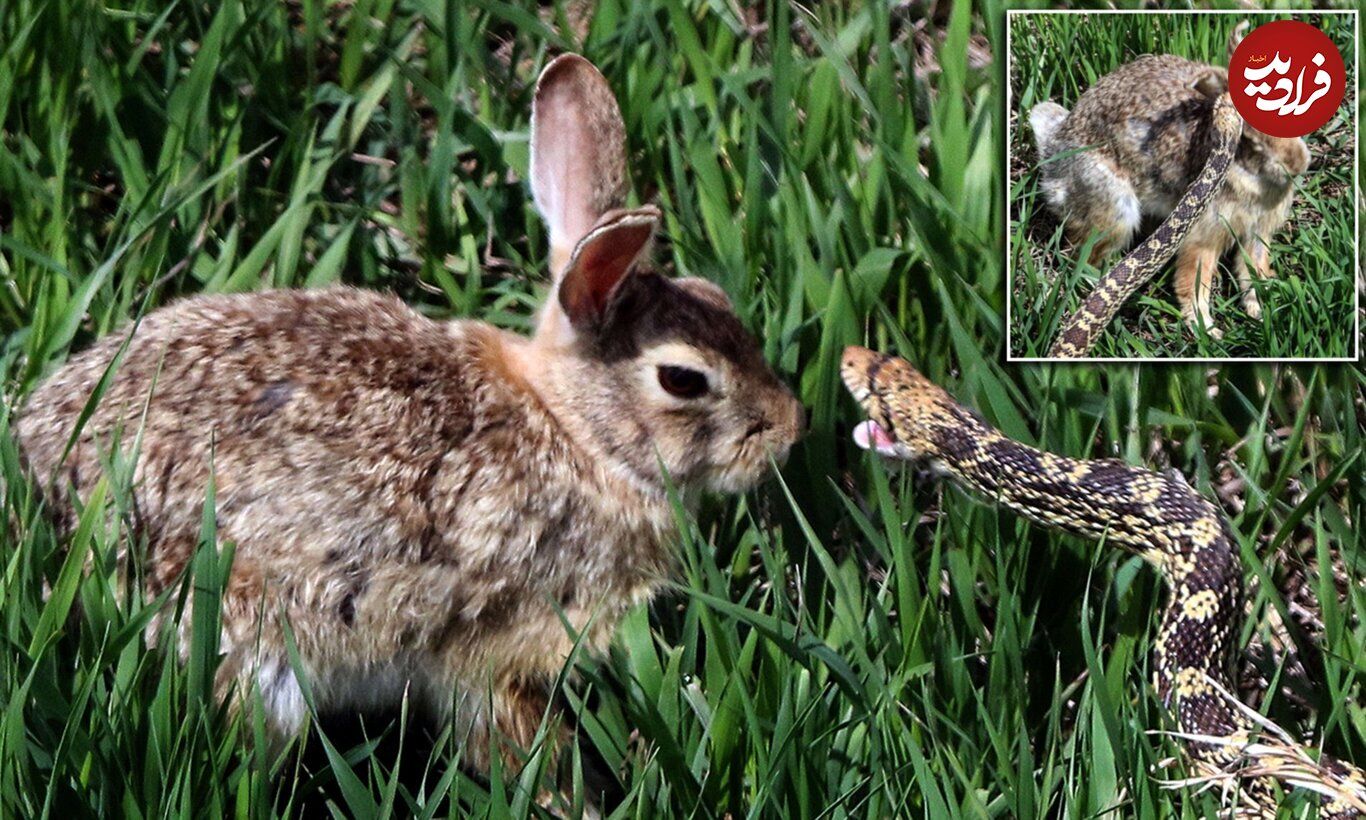 (ویدئو) پرش حیرت انگیز خرگوش برای شکست دادن مار سمی