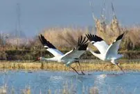 (ویدئو) هم‌پرواز شدن «امید» و «رویا»