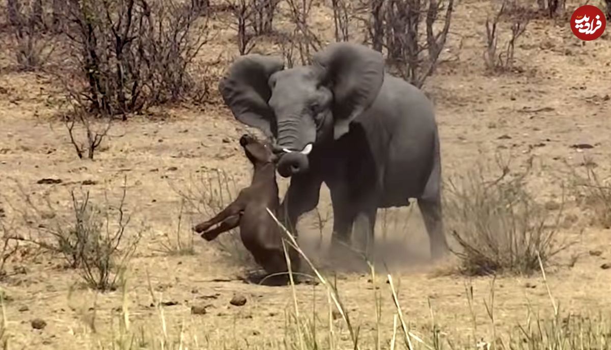 (ویدئو) فیل عصبانی، یک گاومیش را به طرز فجیعی کشت!