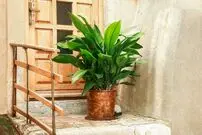 ۴ گیاه آپارتمانی برای فضای کم نور