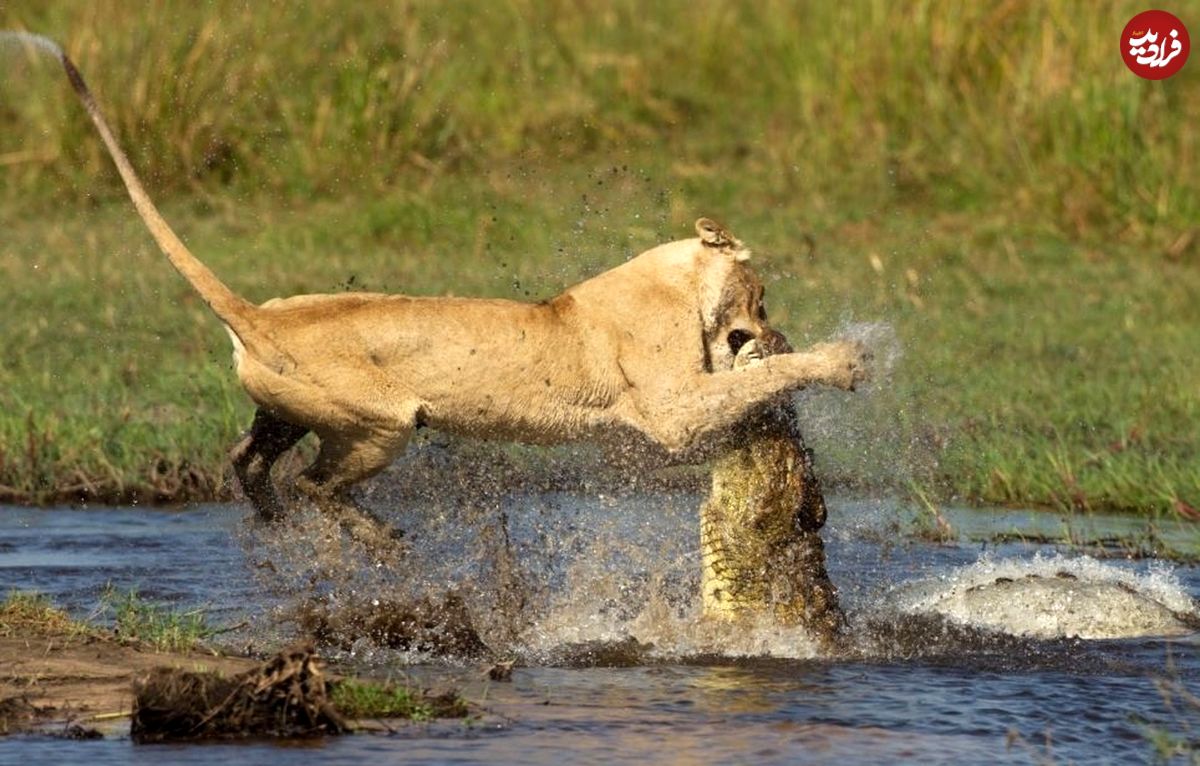 (ویدئو) حمله هولناک تمساح گرسنه به شیر خونسرد در آب!