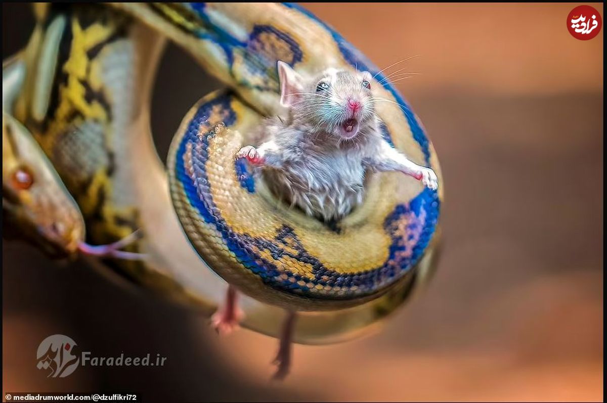 تصاویر/تغذیه مار خانگی با موش زنده