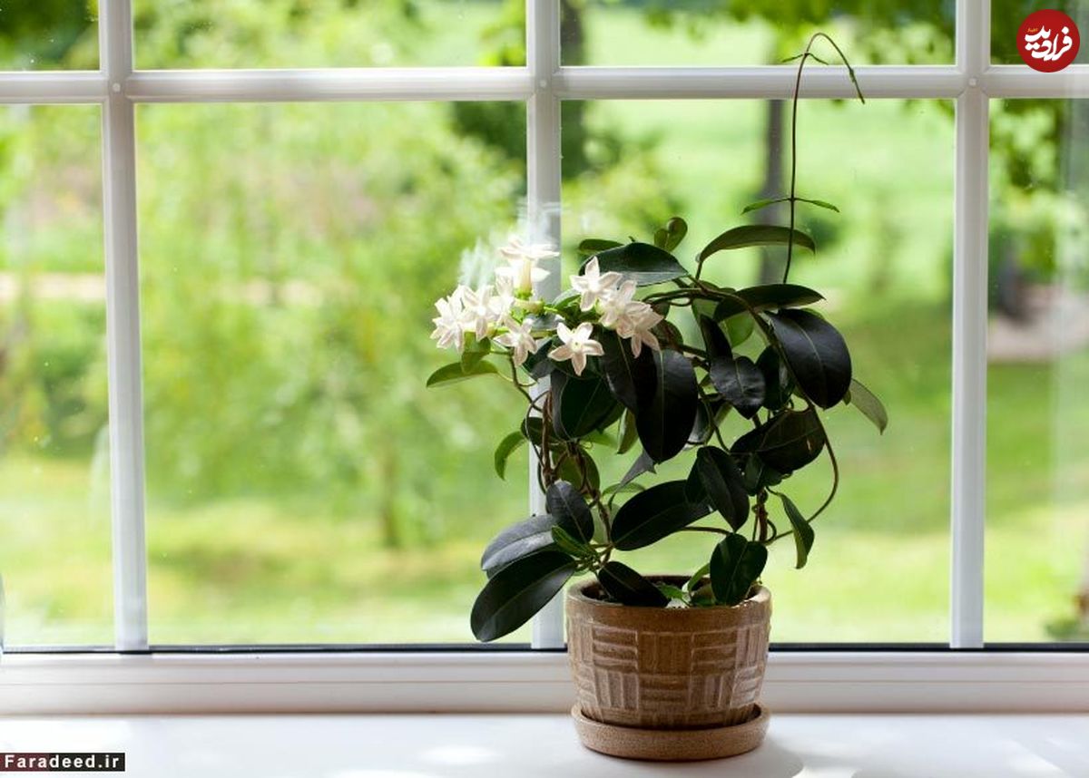 بهترین گیاهان خانگی برای تصفیه هوای منزل