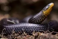 (عکس) این مار‌های عجیب از قبر‌ بازگشته‌اند!