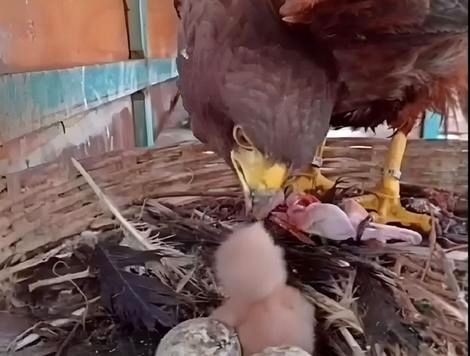  (ویدئو) دقت عقاب مادر در غذا دادن به جوجه اش