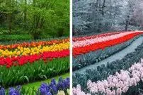 (ویدئو) کوررنگ‌ها جهان را چگونه می‌بینند؟