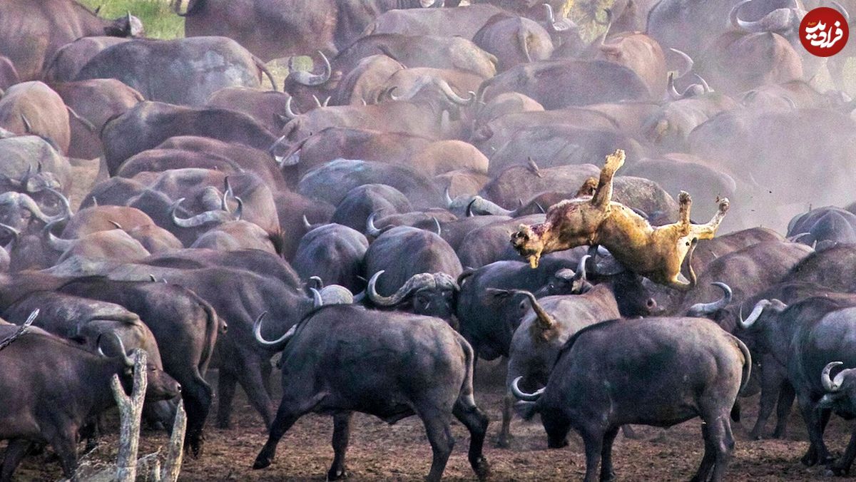 (ویدئو) ماده شیر، میان گاومیشهای خشمگین گیر افتاد و کشته شد!