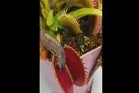 (ویدئو) تاکتیک فوق العاده حلزون برای فرار از دام گیاه گوشتخوار