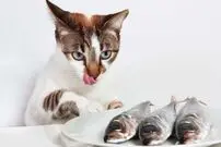 (ویدئو) وقتی گربه‌ها از دست یک ماهی جسور فرار کردند