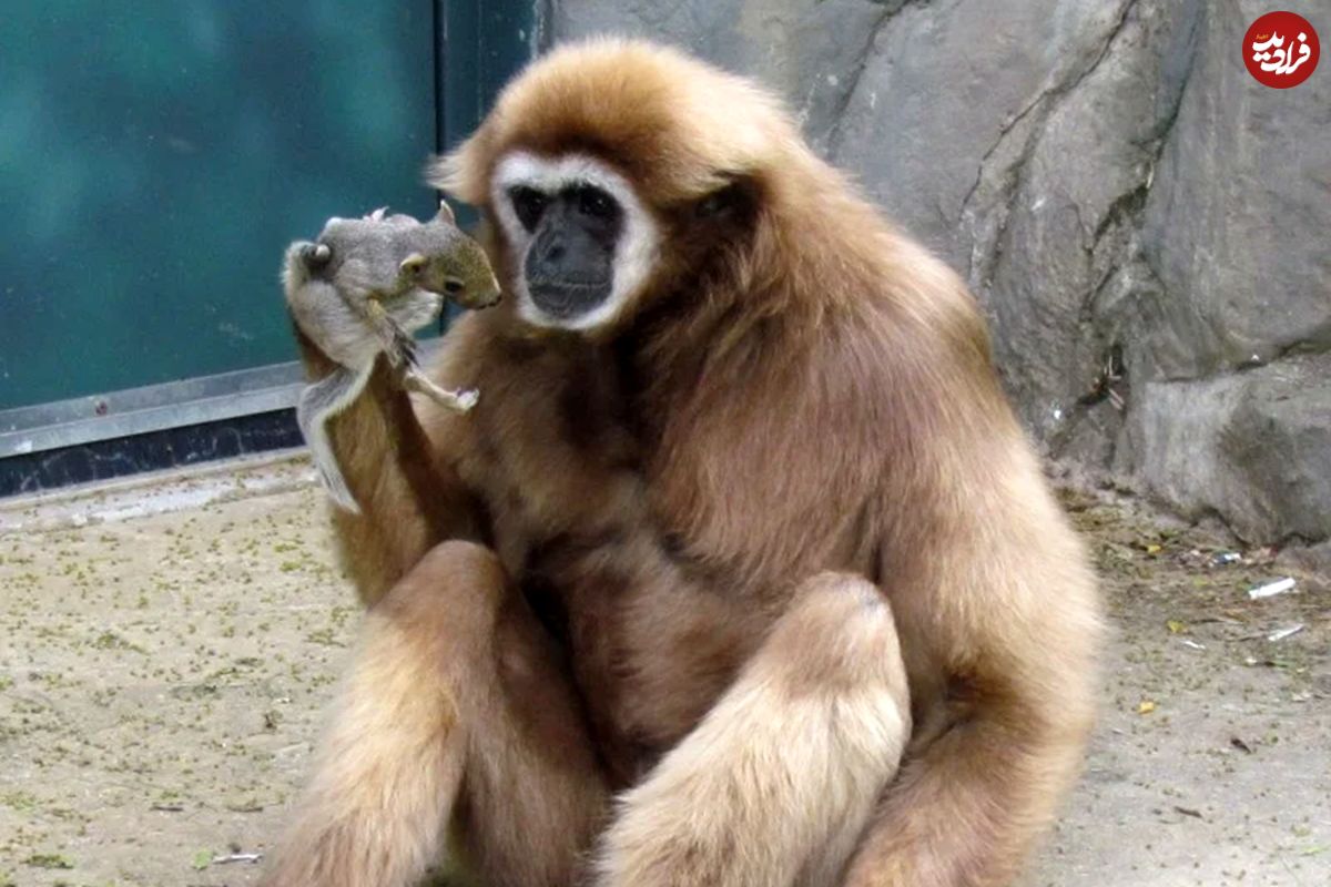 (ویدئو) میمون عجیبی که خودش حیوان خانگی دارد!
