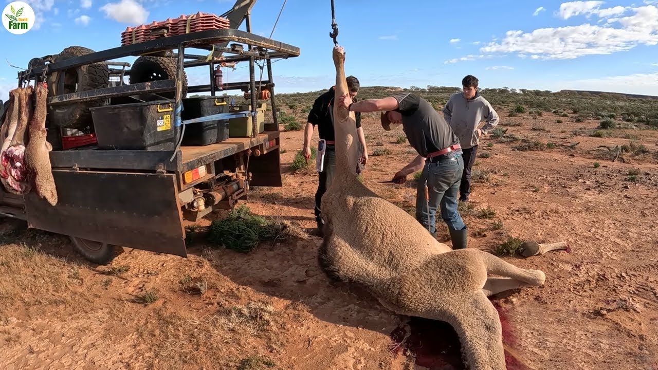 (ویدئو) روش خلاقانه استرالیایی ها برای پرورش شتر و بسته بندی گوشت شتر