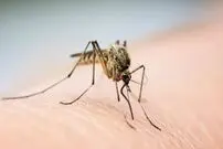 پشه‌ها ناقل کرونا هستند؟!