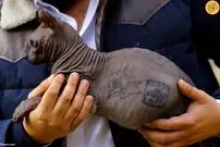 (ویدئو) ماجرای عجیب خالکوبی روی بدن یک گربه بی‌مو!