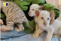 (ویدئو) تولد دو توله ببر سفید برفی بسیار نادر و جذاب