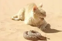 (ویدئو) پایان هولناک نبرد افعی شاخدار با گربه جسور