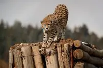 (ویدئو) شناسایی و مشاهده دو یوزپلنگ در پارک ملی توران شاهرود