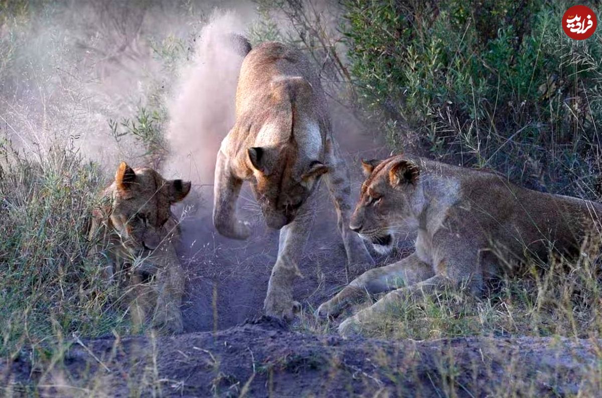 (ویدئو) شیرها با حفاری لانه، گراز را زیر زمین شکار کردند!