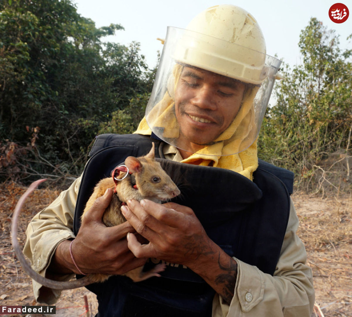 تصاویر/ موش های فداکار در کامبوج