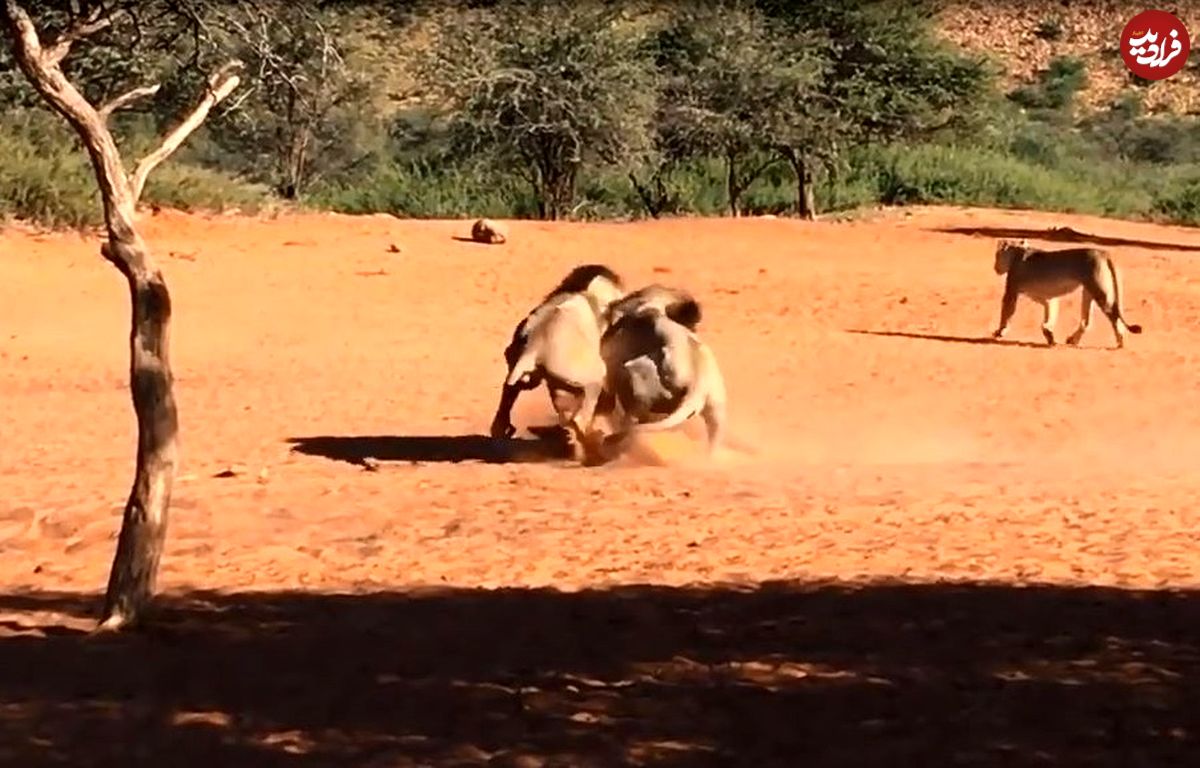 (ویدئو) جدال وحشیانه شدید دو شیر نر بر سر یک شیر ماده!