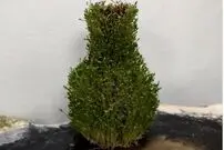 سبزه عید امسالتو روی کوزه سبز کن؛ متفاوت و زیبا